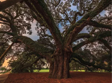 2023 Big Oak Image Archive