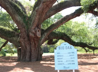2024 Big Oak Image Archive