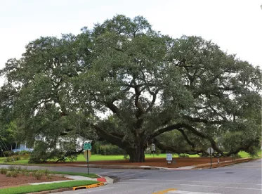 2025 Big Oak Image Archive