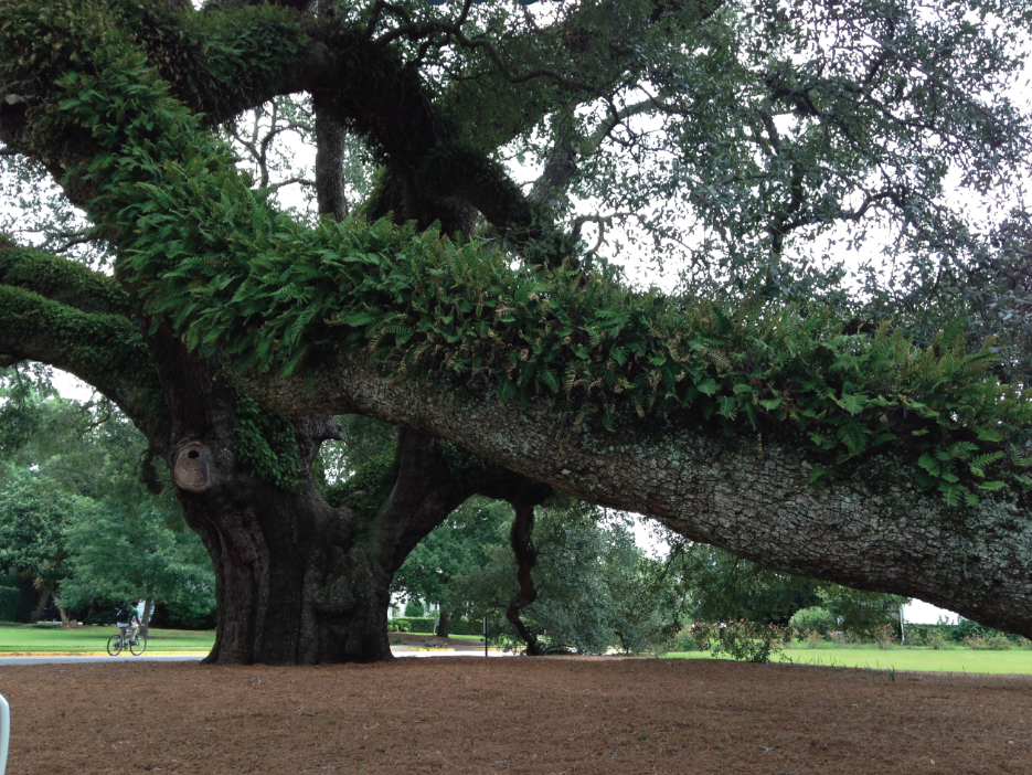 2026 Big Oak Image Archive