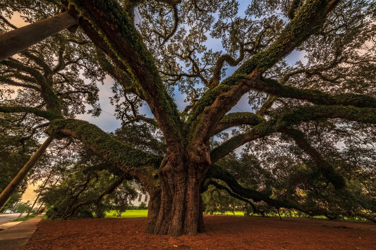 The Big Oak tree at sunset